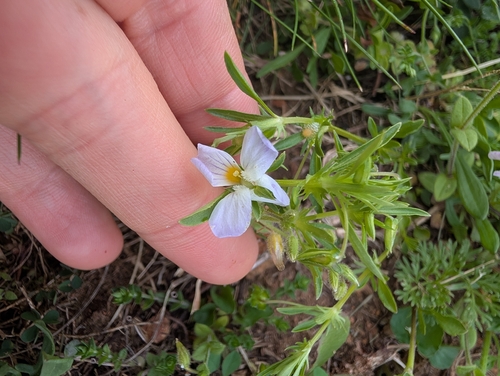 Viola rafinesquei, photograph 6