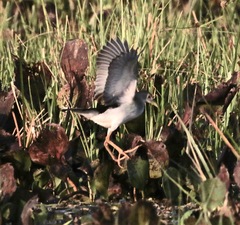 Porphyrio flavirostris