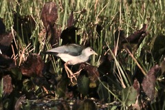 Porphyrio flavirostris