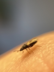 Metopoplax ditomoides