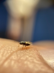 Metopoplax ditomoides