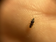 Metopoplax ditomoides