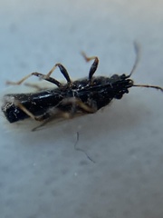 Metopoplax ditomoides