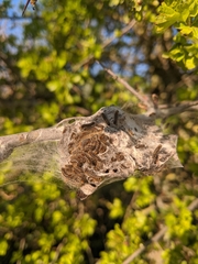 Lepidoptera