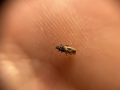 Metopoplax ditomoides