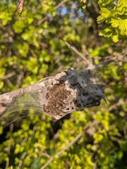 Lepidoptera