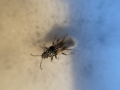 Metopoplax ditomoides