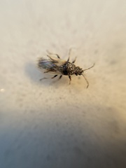Metopoplax ditomoides