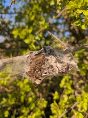 Lepidoptera