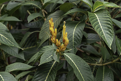 Sanchezia parvibracteata