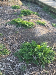 Tracheophyta