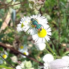 Trichodes quadriguttatus