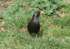 Sturnus unicolor