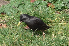 Sturnus unicolor