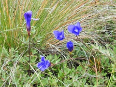 Gentianopsis detonsa