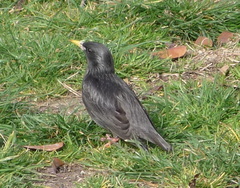 Sturnus unicolor