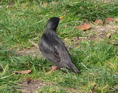 Sturnus unicolor