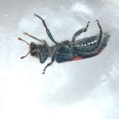 Trichodes quadriguttatus