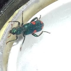 Trichodes quadriguttatus