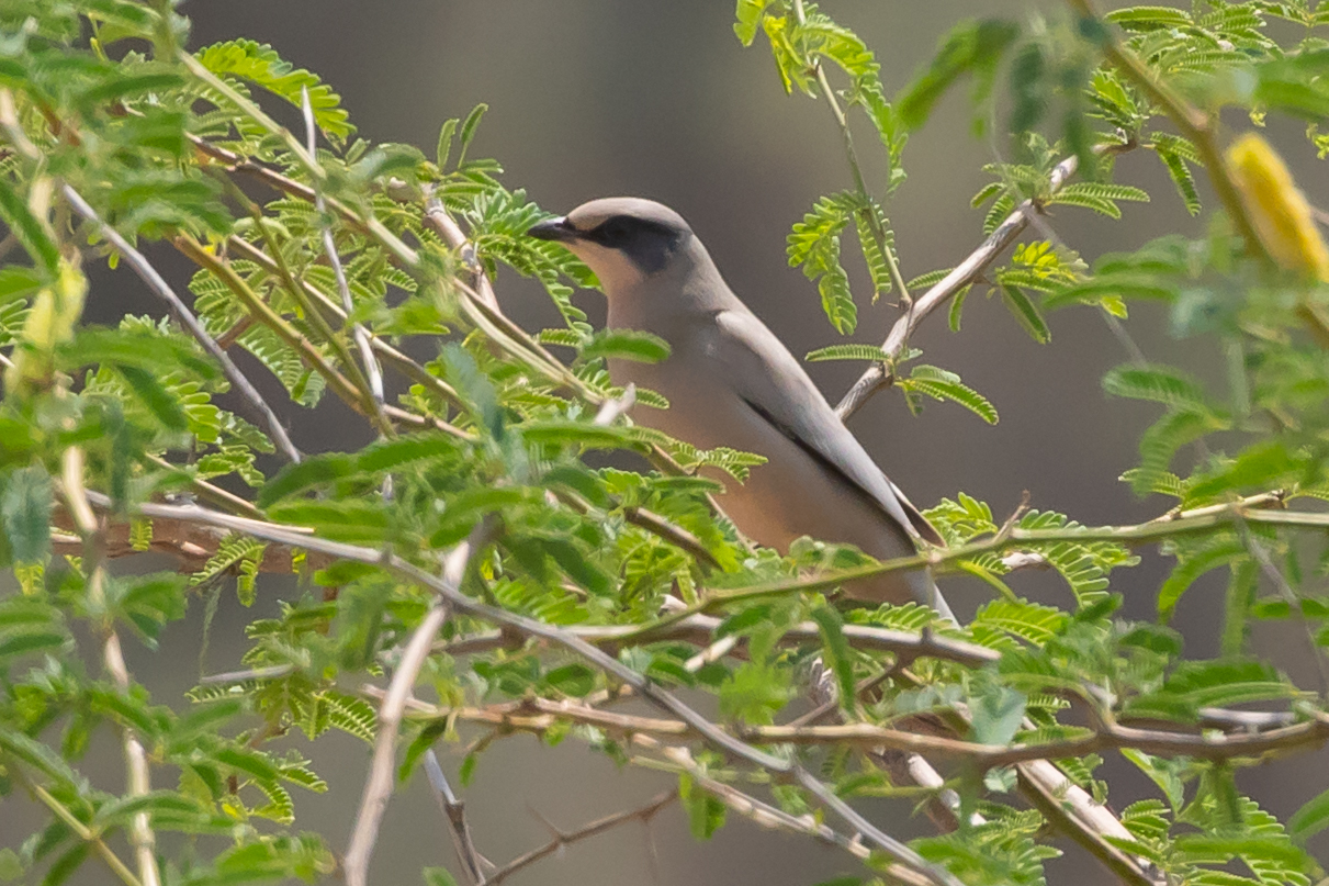 Grey Hypocolius (Hypocolius ampelinus), photo 4