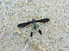 Horama plumipes