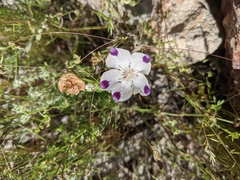 Nemophila maculata