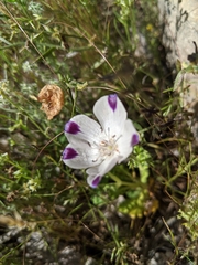 Nemophila maculata