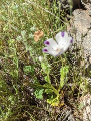 Nemophila maculata