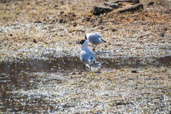 Chroicocephalus ridibundus