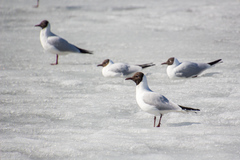 Chroicocephalus ridibundus