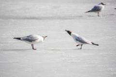 Chroicocephalus ridibundus