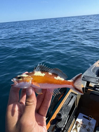 Tobaccofish (Serranus tabacarius) — Serranidae — 2