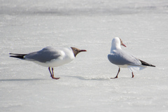 Chroicocephalus ridibundus