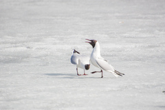 Chroicocephalus ridibundus