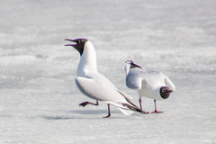 Chroicocephalus ridibundus