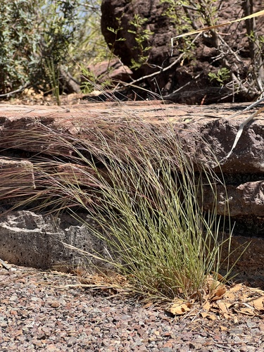 Aristida purpurea, photograph 5