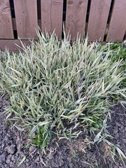 Phalaris arundinacea picta