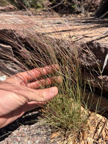 Aristida purpurea, photograph 4