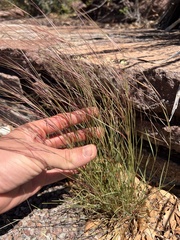 Nathan Aaron, CC BY, iNaturalist via GBIF Aristida purpurea, photograph Nathan Aaron, CC BY, iNaturalist via GBIF