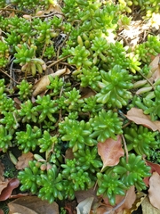 Sedum × rubrotinctum