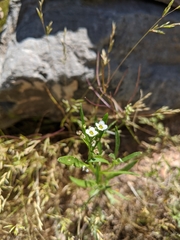 Magnoliopsida