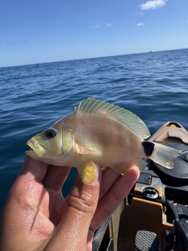 Bad lucks (Hypoplectrus unicolor) — Serranidae — 3