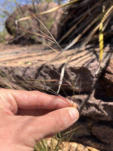 Aristida purpurea, photograph 6