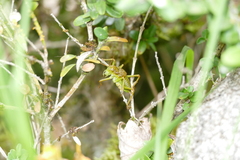 Synephippius obvius