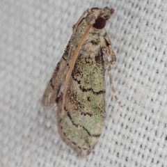Cacotherapia flexilinealis