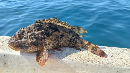 Scorpaena porcus