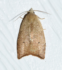 Coelostathma discopunctana