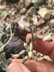 Astragalus layneae