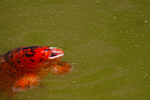 Amur Carp, photo 4 of 9