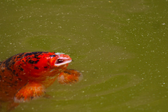 Koi photo 3